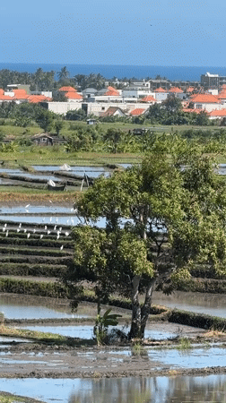 Rice terraces and tropical details in Mengwi, Bali