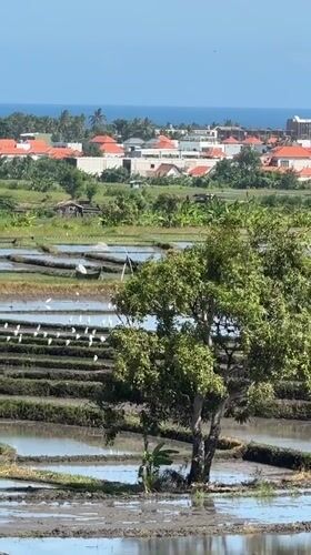 Rice terraces and tropical details in Mengwi, Bali