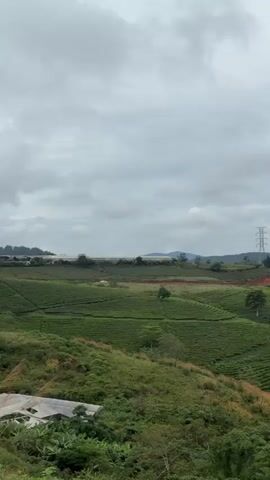 The video shows a panoramic view of a landscape with green tea plantations spread across rolling hills under a cloudy sky. In the background, there are mountains shrouded in mist. An orange strip of land cuts through the green tea fields. There's an electrical transmission tower on one of the hills. At the bottom of the frame, there is a roof visible, surrounded by trees and foliage.
