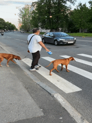 Evening snapshots capture daily life across Saint Petersburg