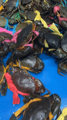 Morning dining and shopping scenes captured in Nha Trang