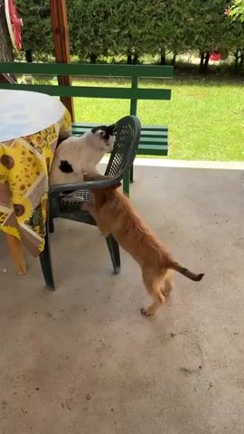The video shows a light brown puppy standing on its hind legs and reaching up at a black plastic chair. A white cat with black spots is sitting in the chair and grooming itself. The puppy is trying to reach the cat. Behind the chair is a table with a sunflower-patterned tablecloth. A green wooden bench is visible in the background. The scene appears to be a covered patio or porch with a concrete floor and a grassy yard.