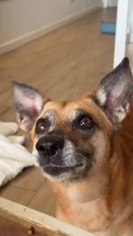 This is a close-up video of a tan-colored dog with large ears and dark eyes. The dog is looking upwards, with its mouth slightly open and its tongue visible in some frames. The background appears to be an indoor setting with light-colored wooden floors and white walls. A white blanket or rug is visible beneath the dog. The lighting suggests it is daytime. The dog's expression seems curious or expectant. There is no visible text in the video.
