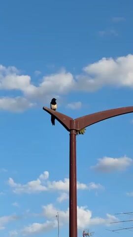 The video shows a magpie perched on top of a metal streetlight against a blue sky with scattered white clouds. The magpie is facing left with its distinctive black and white plumage visible. The streetlight is brown, with some greenery growing near the top. The camera zooms in slightly on the magpie, providing a closer view of the bird.