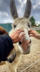Visitors interact with donkeys at enclosure facility
