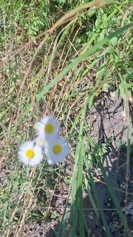 This short video clip, filmed in Hîncești, Moldova, captures a close-up view of three delicate white wildflowers with yellow centers, resembling daisies. The flowers are slightly blurred due to their movement, possibly from a gentle breeze. They are set against a backdrop of lush green grass and dry straw-like vegetation, suggesting an outdoor, natural setting. The lighting indicates it's daytime, with sunlight casting shadows on the ground. The overall mood is serene and peaceful, highlighting the simple beauty of nature. There is no visible text in the media.