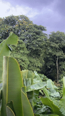 Rainy day in Kediri: lush greenery and a dog doing dog things
