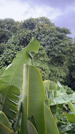 Rainy day in Kediri: lush greenery and a dog doing dog things