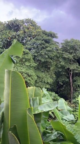 Rainy day in Kediri: lush greenery and a dog doing dog things