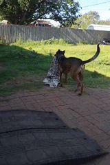 Dog goes all-in on a blanket in an Amarillo backyard