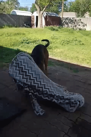 Dog goes all-in on a blanket in an Amarillo backyard
