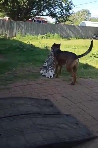 Dog goes all-in on a blanket in an Amarillo backyard