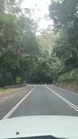 The video shows a car's point of view driving on a winding asphalt road through a dense, green forest. The road has a double white line down the center and a guardrail on the left side. Road signs are visible alongside the road. Other cars can be seen driving on the road. The sky is overcast.