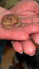 Small toad held in cupped hands, Nizhny Tagil