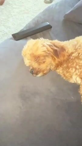A small, fluffy brown dog is lying on a dark gray sofa, appearing to be asleep. Its eyes are closed and its head is resting on the sofa. The dog is curled up, with its body stretched out along the couch. A black remote control is visible on the sofa to the left of the dog. In the background, there are pillows and part of a white rug. The scene appears to be indoors.