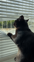 Cats observed grooming and playing on sunny windowsill