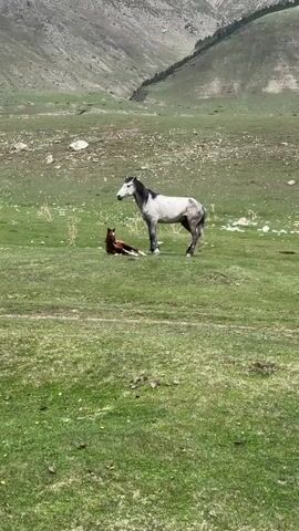 A grey and white horse stands in a lush green meadow, looking directly towards the camera. Beside it, a brown foal is lying down on the grass, also facing the camera. The scene is set in a wide-open natural landscape with rolling hills and mountains in the background, showing patches of green vegetation and some exposed earth. The lighting suggests it is daytime, and the overall atmosphere is peaceful. The location is Semenovka, Kyrgyzstan.