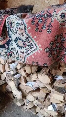 A small, gray kitten lies on a folded rug that is placed on a stack of firewood. The rug has a red, white, and black patterned design. The firewood is composed of cut logs, some of which appear to have frost on them. The background is a wooden wall. The kitten is resting and appears to be asleep.