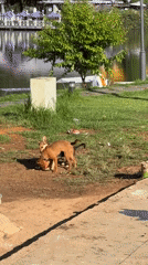 Two brown dogs play near lake in Da Lat