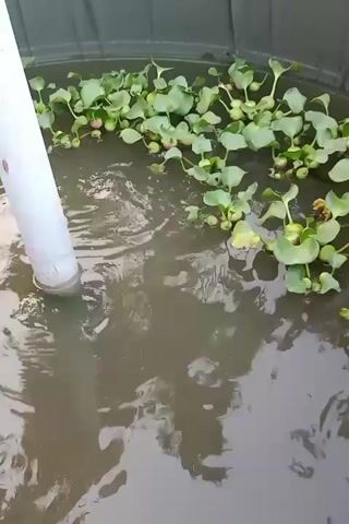 The video shows a close-up view of a large container of water with floating aquatic plants. A white pipe enters the water from the left side of the frame, causing ripples on the surface. The water is murky, and small fish are visible swimming beneath the surface. The container appears to be made of a dark gray material.