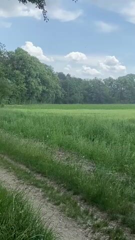 The video shows a green field in a rural setting on a sunny day. A dirt path runs along the edge of the field in the lower left of the frame. Beyond the field is a line of dense green trees. The sky is blue with scattered white clouds. A single red poppy can be seen in the field. Numerous tiny insects fly around near the horizon. The camera is static, and no people are visible.