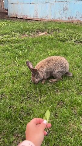 A handheld video shows a person attempting to feed a small, brown rabbit a dandelion leaf in a grassy yard. The rabbit hesitates briefly, then hops away. The camera follows the rabbit's movement, and the final shot shows the grassy yard with a wooden fence in the background.