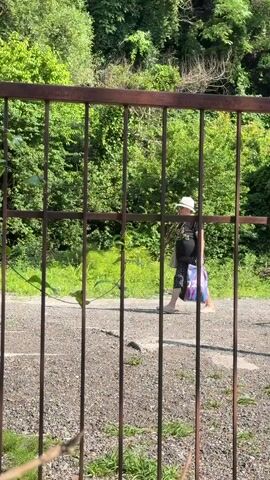 A person wearing a white hat and a dark outfit walks away from the camera. They are carrying two bags, one in each hand. The person is walking on a gravel path with greenery in the background. The scene is viewed through a rusty metal gate with vines growing on it. The time of day appears to be daytime, with bright sunlight casting shadows. The overall atmosphere is one of a casual walk in an outdoor, possibly rural, setting. The location cues suggest Shepsi, Russia. There is no visible text in the media.