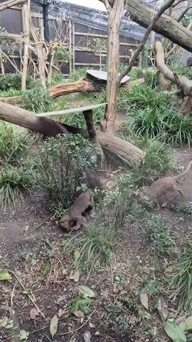 The video shows an enclosure with several small brown animals moving around.  They are in a space with logs, plants, and a dirt floor. The enclosure has a wire mesh ceiling.  Two of the animals appear to be wrestling or playing in a cluster of plants. A third walks past.  Someone speaks, presumably commenting on the scene, but the words are indistinct.