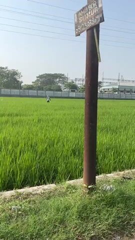 The video shows a wide, lush green rice paddy under a clear, bright sky. Two figures are visible in the distance within the paddy. The figure on the left is wearing a white shirt and dark pants. The figure on the right is wearing a dark top and lighter colored pants. Both appear to be walking or standing. Behind the paddy, a low wall or fence separates it from a grassy area in the foreground. Further in the background, there are trees, power lines, and industrial structures, possibly a substation. The overall environment appears to be rural or semi-rural.