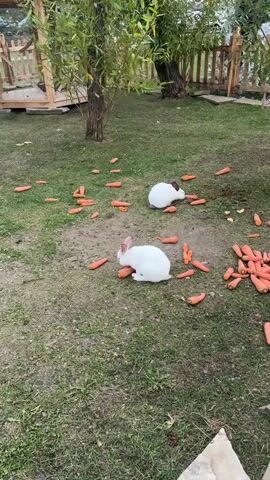 A group of white rabbits are in a grassy outdoor enclosure, with many carrots scattered around them. Two rabbits are visible in the foreground, one of which is eating a carrot. In the background, there are trees, wooden fences, and a small wooden structure. The scene appears to be a petting zoo or a similar animal enclosure.