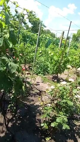 The video shows a garden with various plants and flowers. In the foreground, there are rose bushes with white and red flowers, along with some green foliage. The ground is covered in soil and some scattered leaves. In the background, there are more plants, possibly grapevines, growing on trellises. The setting appears to be a sunny day, with blue skies and white clouds visible. The overall scene depicts a well-maintained garden, possibly in a rural or suburban area, given the presence of a fence and what seems to be a domestic setting. The time of day is likely daytime, given the bright sunlight casting shadows. There is no visible text in the video. The video also captures a pink and white striped umbrella in the background, suggesting a shaded area for relaxation or protection from the sun. A hose or irrigation system is visible on the ground, indicating that the garden is being watered. The presence of blooming flowers and lush greenery suggests a warm season, likely spring or summer.