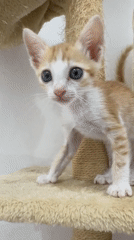 Orange kitten with blue eyes spotted on cat tree