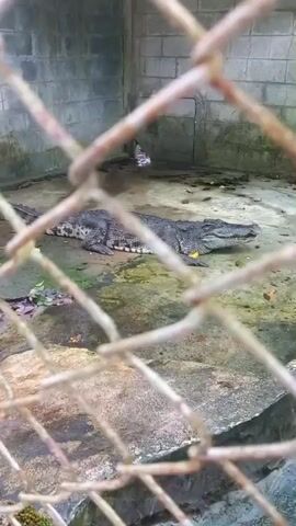 The video shows a crocodile lying motionless on the ground inside a fenced enclosure. The crocodile appears large and has a gray-green coloration. The enclosure is made of concrete blocks and is partially covered in what appears to be moss or algae. The camera is positioned outside the enclosure, looking through the chain-link fence. There are a few scattered leaves and debris on the ground within the enclosure. The lighting is dim, and there are no people visible in the video.