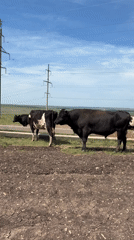 Cattle herd grazes in rural Staryi Menzelyabash fields