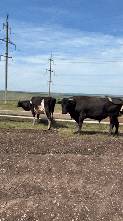 Cattle herd grazes in rural Staryi Menzelyabash fields