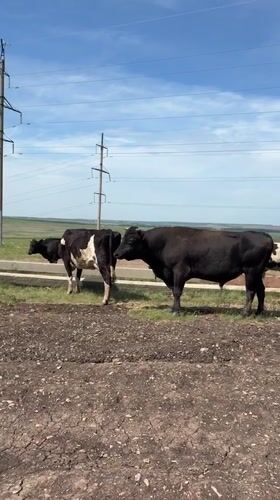 Cattle herd grazes in rural Staryi Menzelyabash fields
