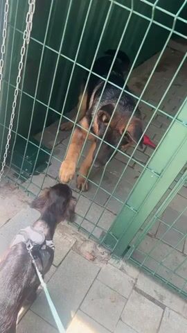 A German Shepherd is inside a green metal cage or enclosure. A smaller, dark-colored dog is on the outside of the enclosure, facing the German Shepherd. The two dogs are interacting through the bars of the enclosure. The German Shepherd has one paw resting on the bars, and the smaller dog appears to be looking up at it. The ground outside the enclosure is paved with light-colored square tiles. The German Shepherd has a red toy near its back legs. The scene appears to be outdoors, with sunlight casting shadows on the ground.