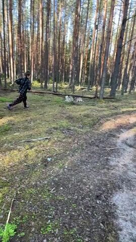 A young person wearing a plaid shirt, patterned pants, and purple shoes runs through a forest, throwing a stick to a husky. The husky chases the stick and the person, then drops the stick and runs after the person as they continue running. The forest floor is covered in dirt and moss, and tall trees with brown trunks stand in the background. The sun is shining, casting long shadows.
