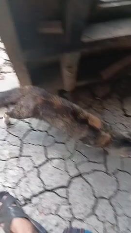 The video shows a person wearing dark blue jeans and dark shoes walking on dry, cracked earth. A calico cat is walking on the same cracked earth. In the background, there are wooden structures and some yellow objects. The cat appears to be moving away from the camera.