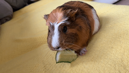 Casual morning at home and outdoors with a guinea pig