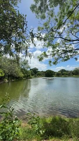 The video shows a tranquil lake scene. The water is calm and reflects the sky, which is blue with scattered white clouds. The sun is shining brightly. The shoreline is visible in the foreground, covered with grass and some ground cover. Lush green trees frame the view of the lake, and their branches hang over the water.