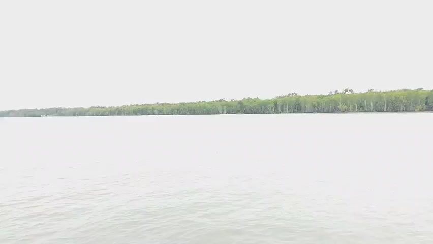 The video shows a wide shot of a body of water, likely a river or estuary, with a dense line of green trees bordering the far bank. The sky is overcast and appears bright white, suggesting a cloudy or hazy day. The water is a muted grey color and shows some ripples, indicating a gentle movement. The trees form a continuous, lush green wall across the horizon, with individual trees and branches visible. The overall impression is of a natural, undeveloped landscape.