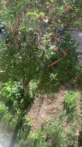 The video shows a top-down view of a small tree with green leaves and small red berries. The ground beneath the tree is mostly dirt with some patches of grass and other green plants. The lighting suggests it is daytime, possibly late morning or early afternoon, given the shadows cast by the tree. The environment appears to be a backyard or garden area. There are no people or animals visible in the frame. The camera is stationary.