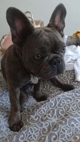 A French Bulldog puppy is held and cuddled by its owner. The puppy is dark gray with brindle markings, has large ears, and a tag on its collar. The owner is wearing a patterned fabric, possibly a blanket or upholstered furniture. The scene is indoors, likely a home, with soft lighting suggesting daytime. The puppy appears relaxed and content in its owner's arms. A pink bag is visible in the background. The puppy is the central focus of the image, capturing a moment of affection between pet and owner.