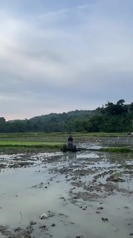 A man operates a tiller in a muddy rice paddy. The tiller is a two-wheeled machine with a tilling mechanism at the rear. The man is wearing a dark shirt and light-colored pants. He is walking behind the tiller and guiding it. The rice paddy is flooded with water and mud. There are green rice plants in the background, along with a line of trees and a hill. Several white birds are scattered throughout the paddy. The sky is overcast.