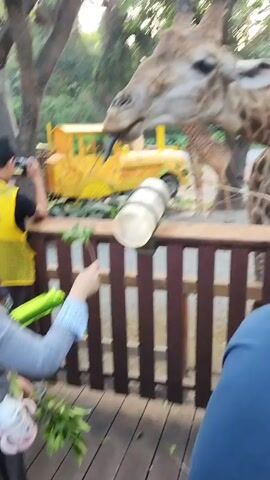 The video shows people feeding giraffes from behind a fence. There are multiple giraffes, including a baby one in the background. One giraffe is eating leaves being offered by a person's hand. Behind the giraffe is a yellow truck-shaped object. There are trees surrounding the area. A person is seen taking a photo with a camera, and another person is seen in the background with their arm around someone else. The giraffe has a dark, speckled pattern. The fence is made of dark wood. There is a light fixture on the fence.