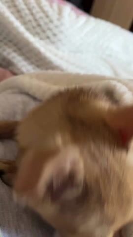 The video shows a small, light-brown chihuahua puppy, deeply nestled in a soft, white, textured blanket. The camera zooms in close to the puppy's head, revealing its pointed ears and closed eyes. The puppy appears to be sleeping soundly, with only the top of its head and ears visible. The blanket is draped around the puppy, providing warmth and comfort. Part of a person's gray sleeve is visible in the frame, suggesting the puppy is being held or resting on someone's lap. The overall setting conveys a sense of coziness and tranquility.