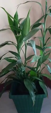 The video shows a potted plant with long, green leaves. The plant appears to be a type of lucky bamboo. It is in a dark green rectangular planter. The background is a plain, light-colored wall. The lighting is soft and diffused. There are no people visible in the video, and no actions or interactions are occurring. The plant is the sole focus of the video.