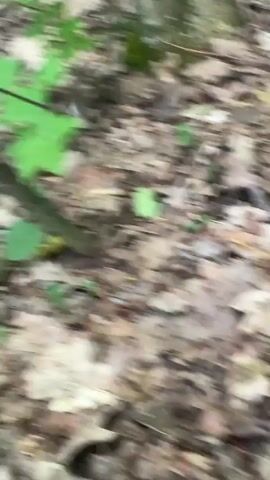 This video shows a close-up of a forest floor. The ground is covered with fallen leaves and scattered with small, heart-shaped green plants. A thin, dark-barked tree branch extends diagonally across the frame from the upper left to the lower right. The background is blurred, but appears to be more foliage and trees. The lighting suggests it is daytime. There are no people or animals visible in the frame.