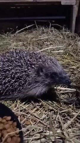 A close-up shot shows a hedgehog with quills lying on a bed of straw. A small dish of brown kibble sits to the left of the hedgehog. The hedgehog is looking to the right of the frame. In the background, a dark structure with horizontal lines is visible, possibly a wooden enclosure.